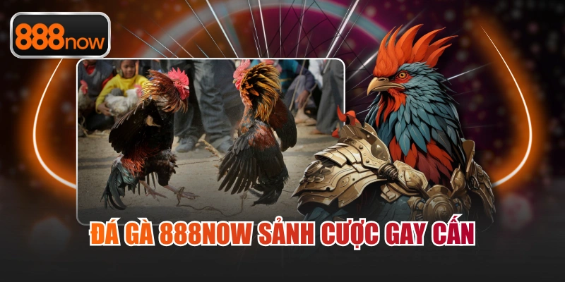 Đá gà 888now sảnh cược gay cấn