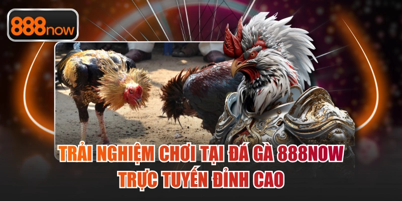Trải Nghiệm Chơi Tại Đá Gà 888Now Trực Tuyến Đỉnh Cao